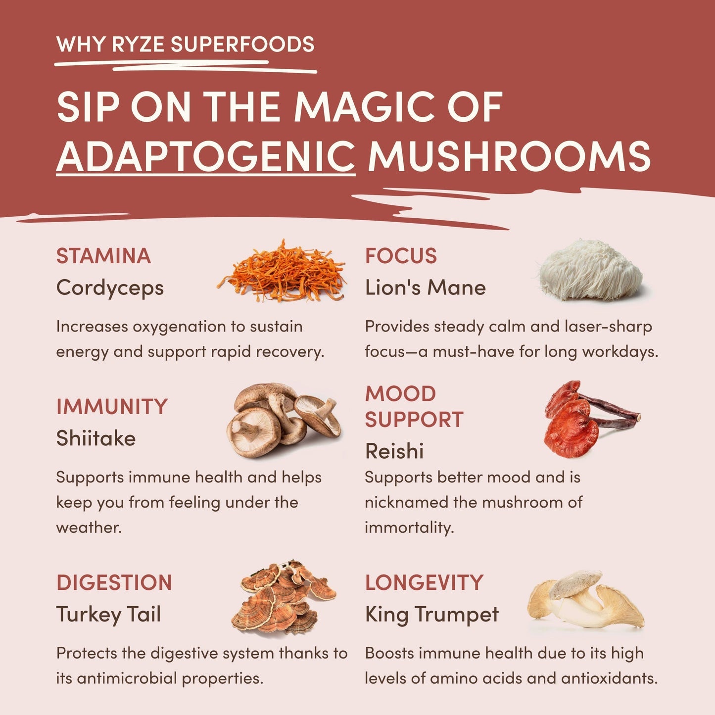 Mushroom Chicory Plus M183