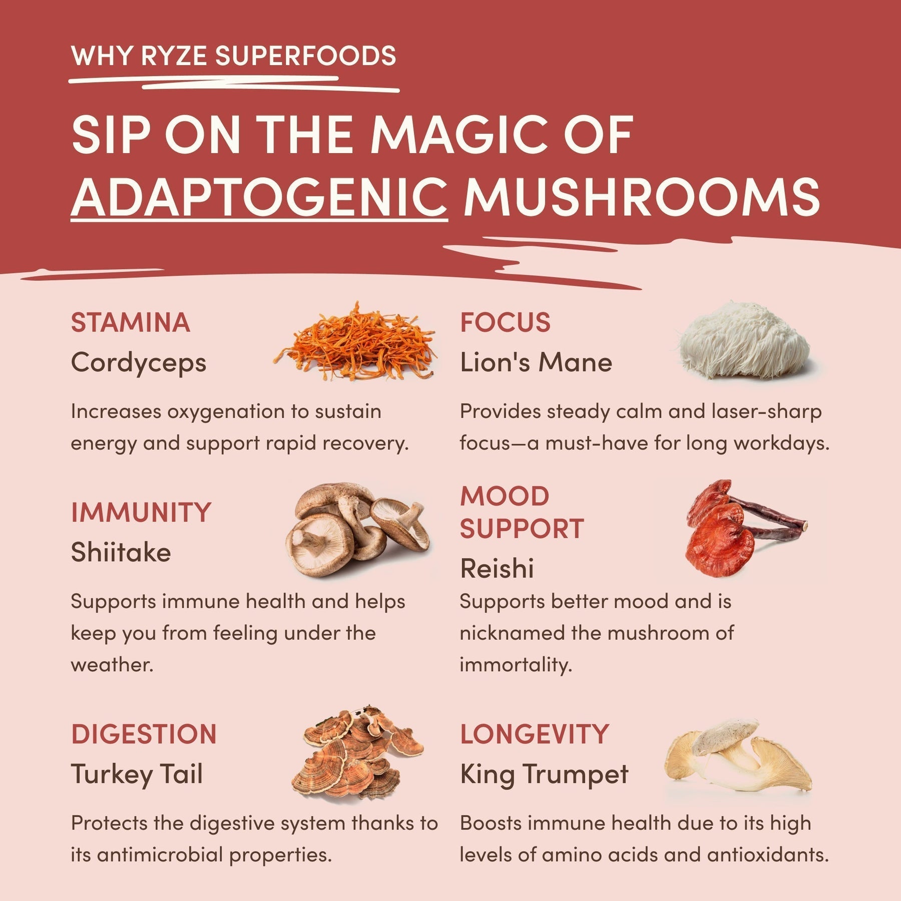 Mushroom Chai Signature M179